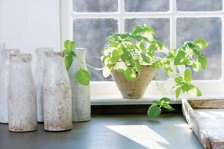 4 Easy Herbs to Grow for an Indoor Garden